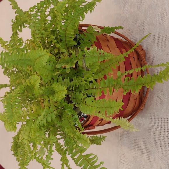 Longaberger Jingle Bell Basket - Picture 10 of 17